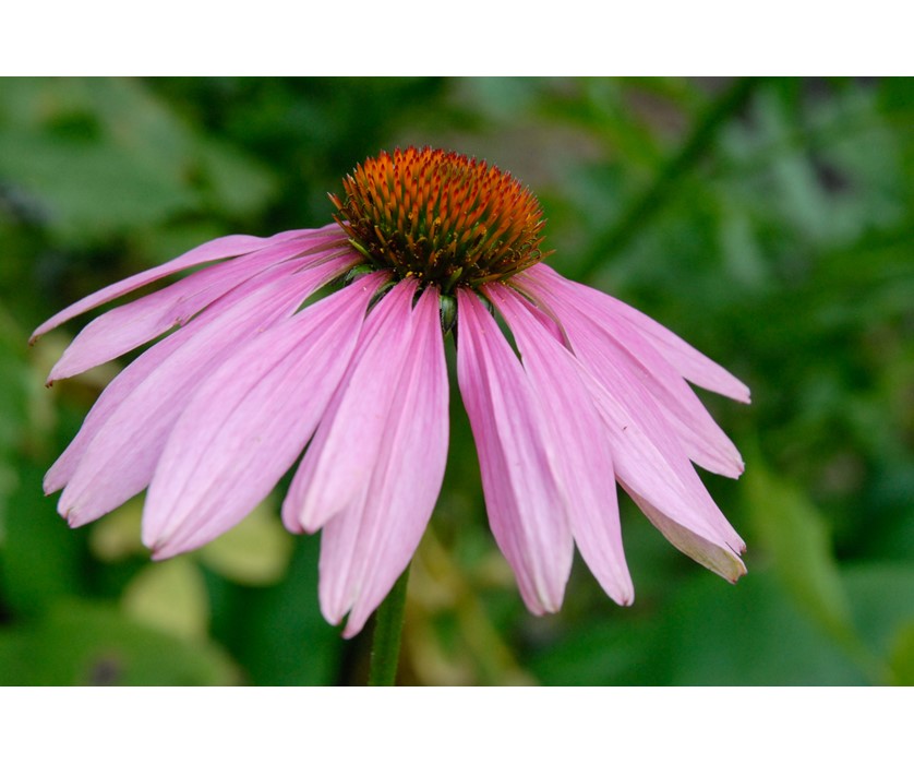 Eastern Purple Coneflower